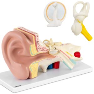 Model anatomiczny 3D ucha człowieka z wyjmowanymi elementami skala 3:1 5 Model anatomiczny 3D ucha człowieka z wyjmowanymi elementami skala 3:1 - obrazek 1