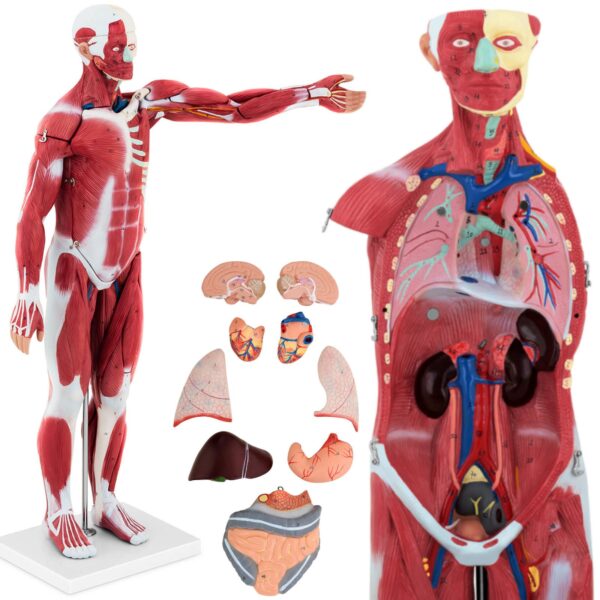 10040349 model anatomiczny 3d ciala czlowieka 27 elementow 76 cm hurtownia sklep
