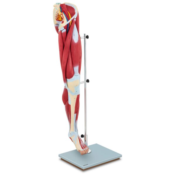 Model anatomiczny 3D mięśni nogi człowieka 1 10040350 1