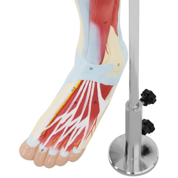 Model anatomiczny 3D mięśni nogi człowieka 2 10040350 2