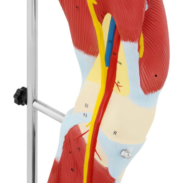 Model anatomiczny 3D mięśni nogi człowieka 3 10040350 3