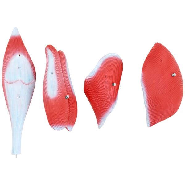 Model anatomiczny 3D mięśni nogi człowieka 4 10040350 4
