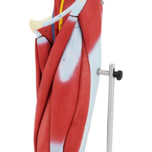 Model anatomiczny 3D mięśni nogi człowieka 12 Model anatomiczny 3D mięśni nogi człowieka - obrazek 6