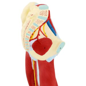 Model anatomiczny 3D mięśni nogi człowieka 13 Model anatomiczny 3D mięśni nogi człowieka - obrazek 7