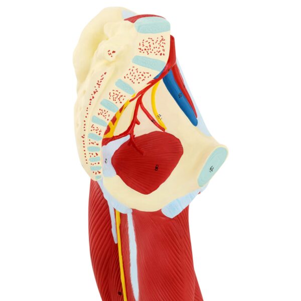Model anatomiczny 3D mięśni nogi człowieka 6 10040350 6