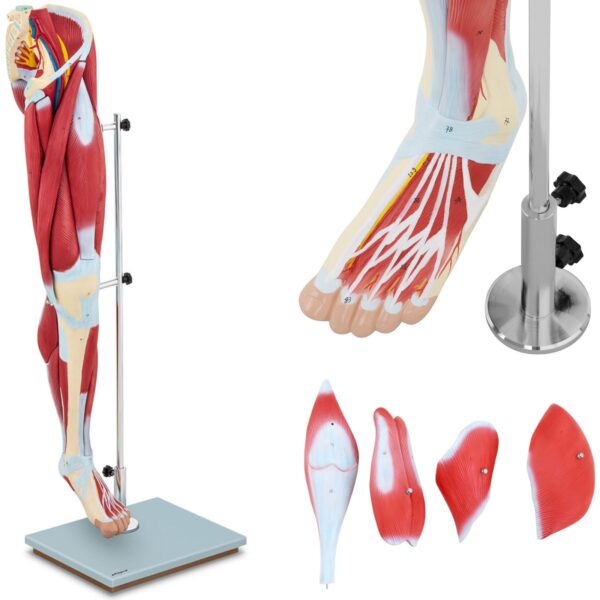 10040350-model-anatomiczny-3d-miesni-nogi-czlowieka-hurtownia-sklep 10040350 model anatomiczny 3d miesni nogi czlowieka hurtownia sklep