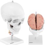 10040404 model anatomiczny 3d czaszki czlowieka z mozgiem 7 kregami skala 11 hurtownia sklep