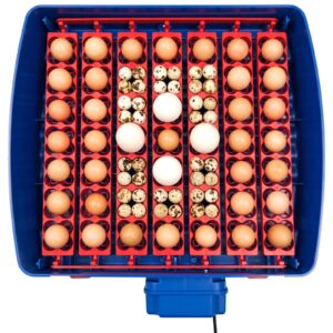 Inkubator wylęgarka do 49 jaj automatyczna z ochroną BIOMASTER 150 W 10 Inkubator wylęgarka do 49 jaj automatyczna z ochroną BIOMASTER 150 W - obrazek 5